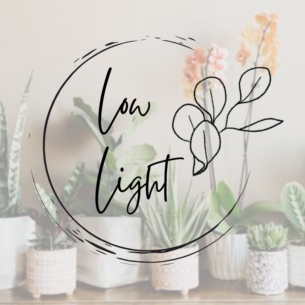 Low Light Houseplant