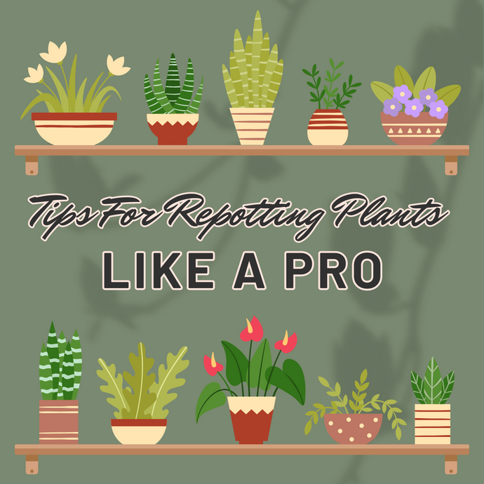Tips for Repotting Plants Like A Pro