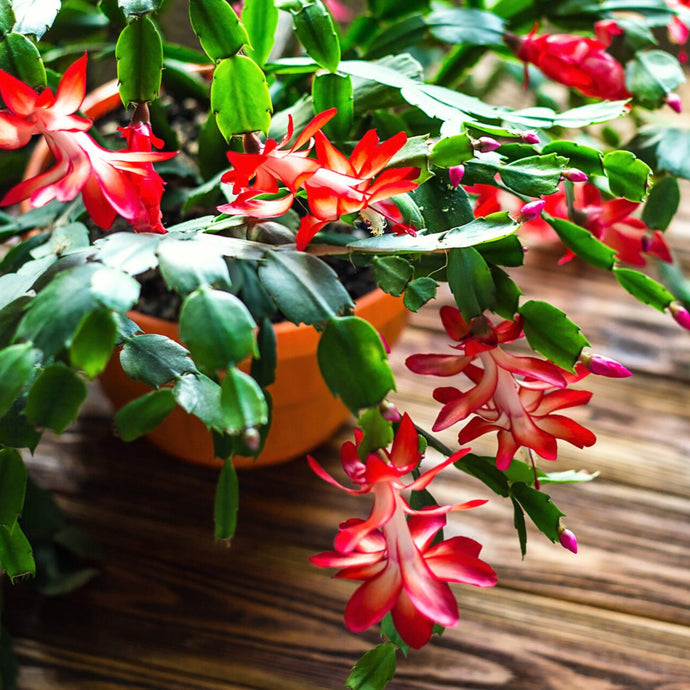All About: Christmas Cactus