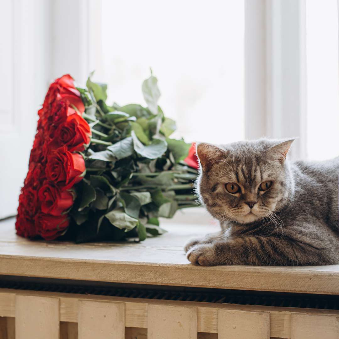 Pet Safe Flowers Bloom Bulletin Bloom Floral Algona