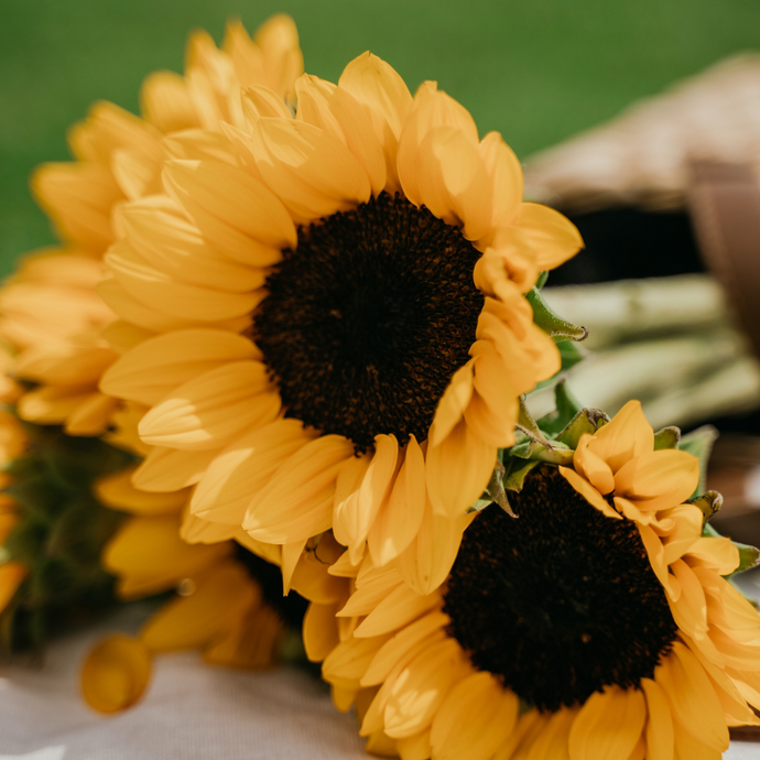 4 Fun Facts About Sunflowers