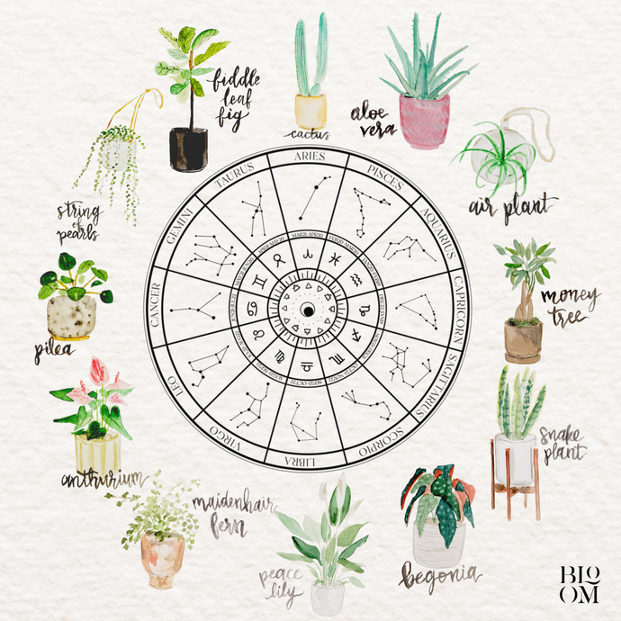 Houseplant Horoscope