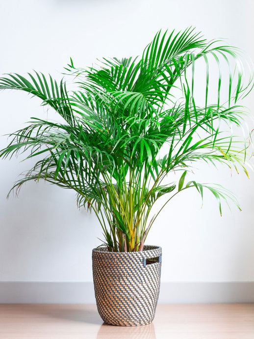 Palm Plant Care
