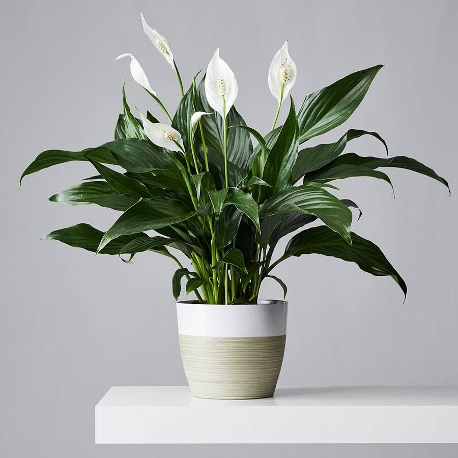 Peace Lily Plant  Bloom Floral Algona