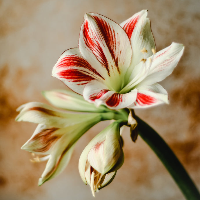 All About: The Amaryllis