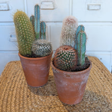 Load image into Gallery viewer, Desktop Cacti Garden
