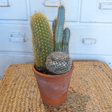Load image into Gallery viewer, Desktop Cacti Garden
