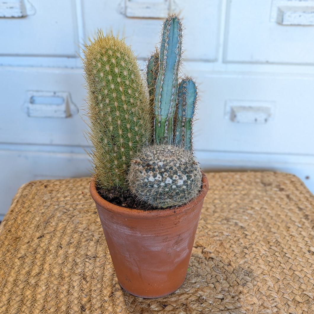 Desktop Cacti Garden
