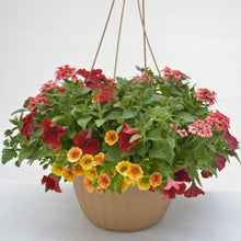Load image into Gallery viewer, Hanging Basket
