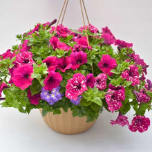 Load image into Gallery viewer, Hanging Basket
