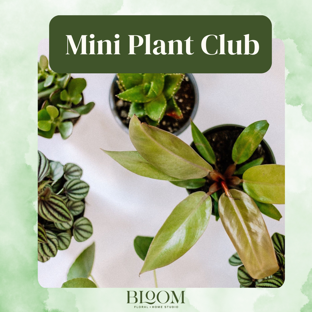 Mini Plant Club - 6 Months