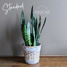 Load image into Gallery viewer, Sansevieria House Plant

