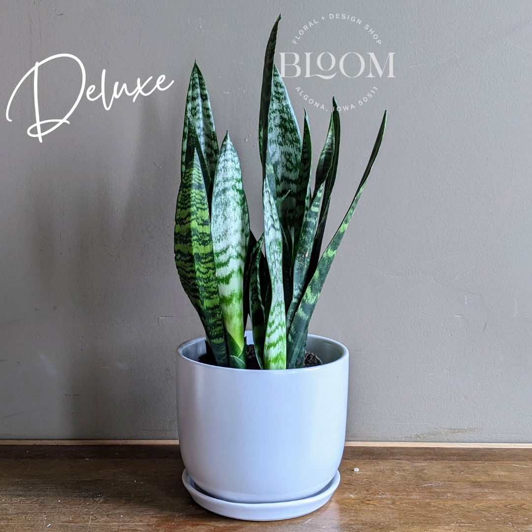 sansevieria agatha Sansevieria Plant – Bloom Floral Algona