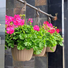 Load image into Gallery viewer, Hanging Basket
