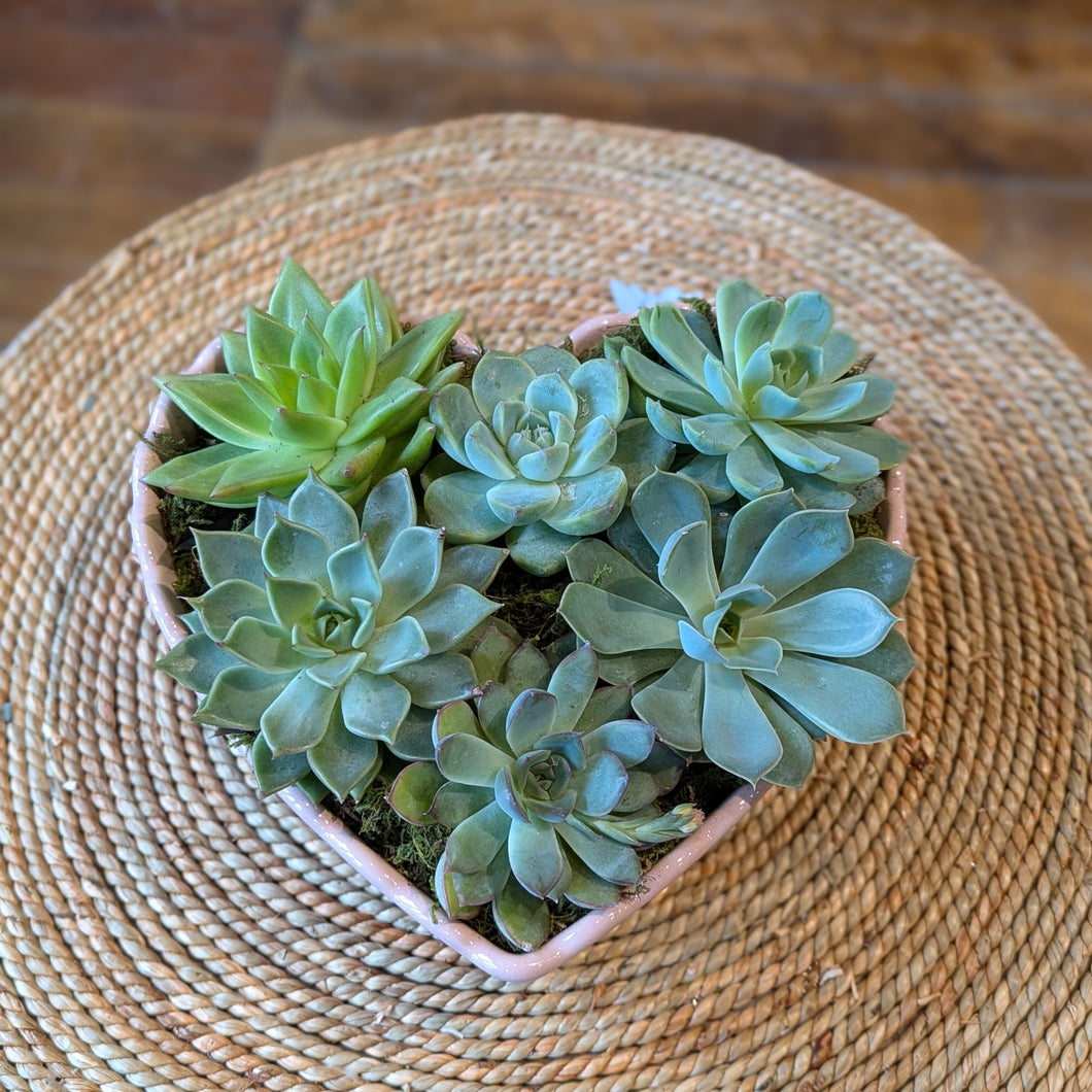 Succulent Heart Planter