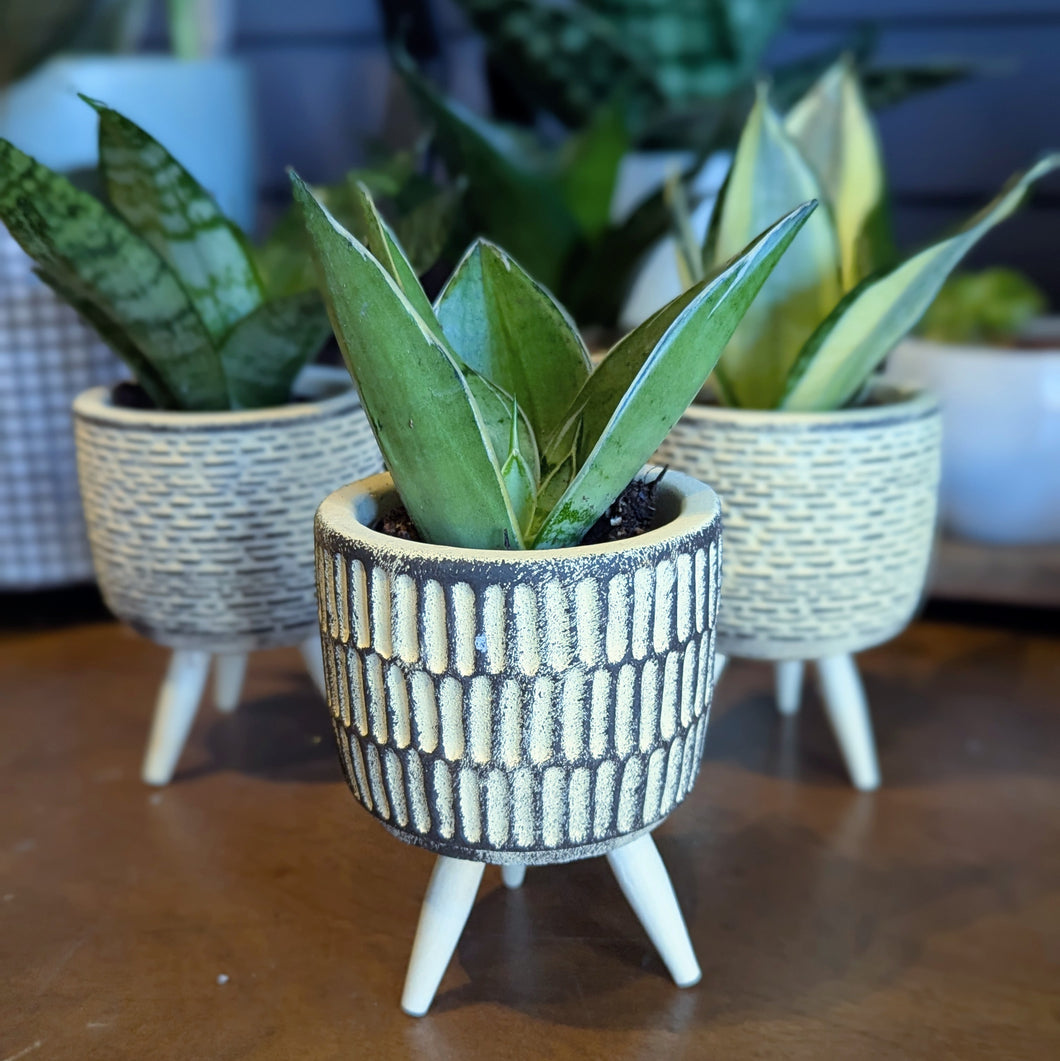 Mini Desktop Snake Plant