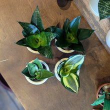 Load image into Gallery viewer, Mini Desktop Snake Plant
