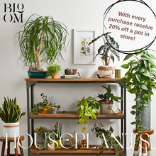 Load image into Gallery viewer, Houseplant Starter Sale
