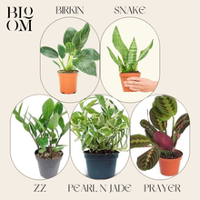 Load image into Gallery viewer, Houseplant Starter Sale
