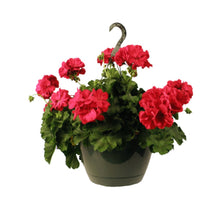 Load image into Gallery viewer, Hanging Basket
