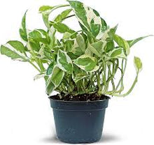 Load image into Gallery viewer, Houseplant Starter Sale
