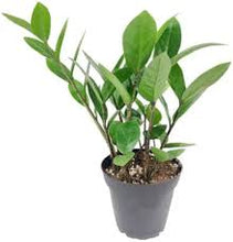 Load image into Gallery viewer, Houseplant Starter Sale
