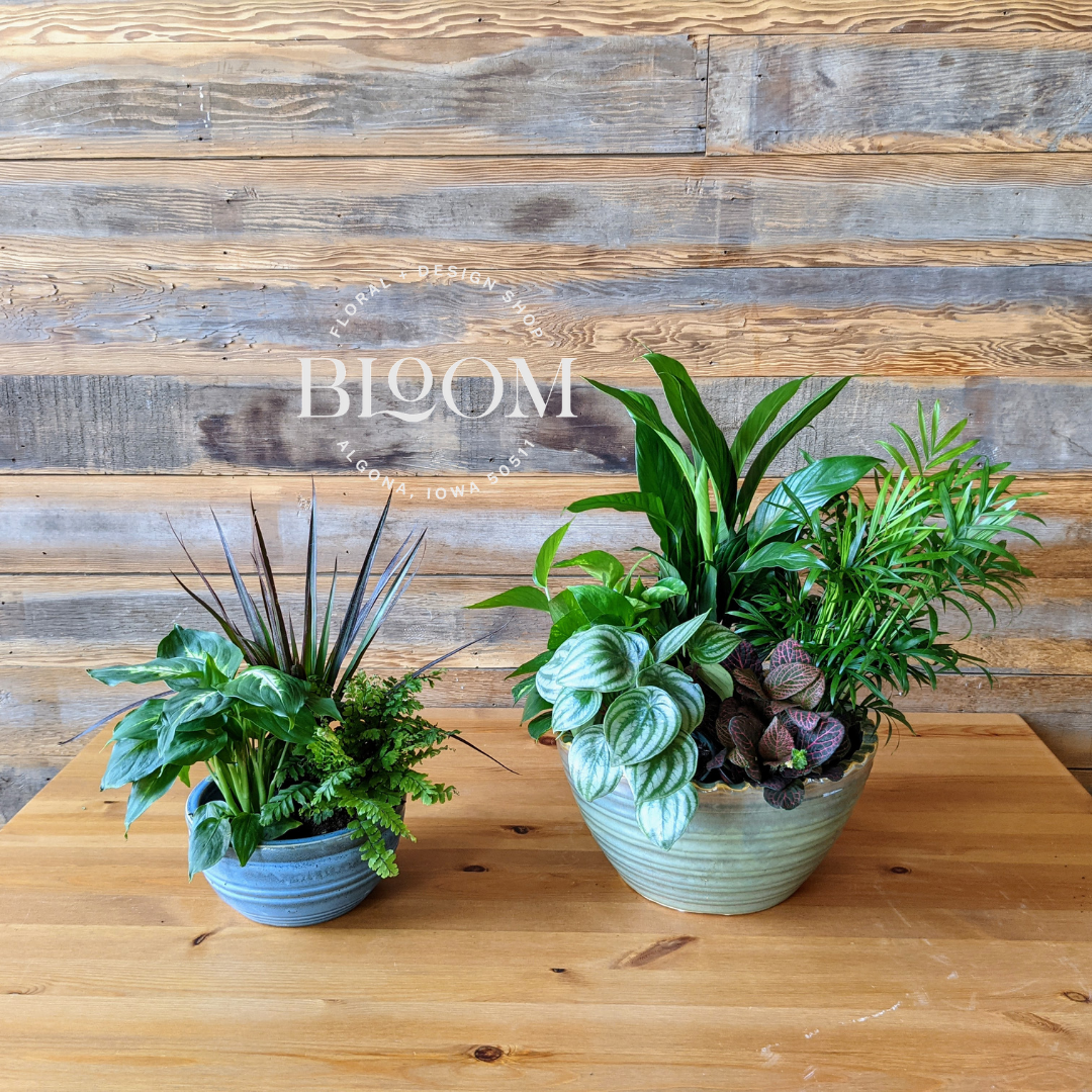 algoplus house plants Houseplant Garden | Plant Arrangements