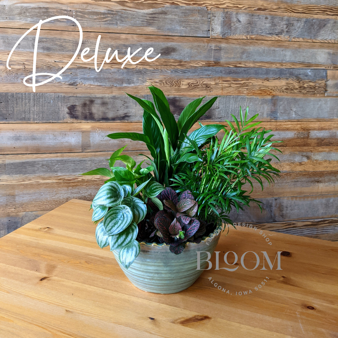 bloom iq indoor plants Houseplant Garden | Plant Arrangements