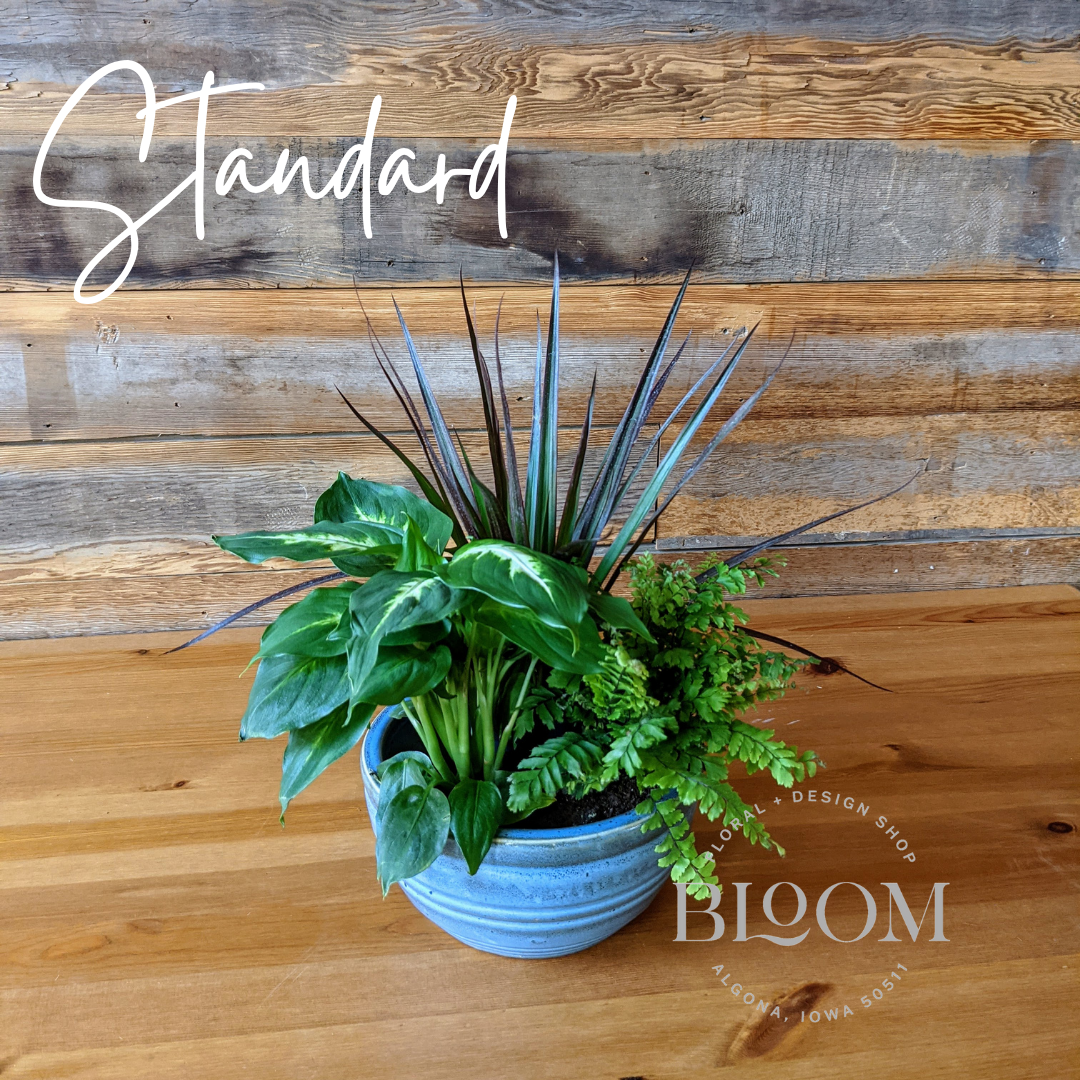 indoor plant arrangements for sale Houseplant Garden | Plant Arrangements