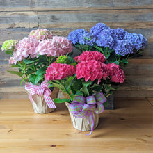 Load image into Gallery viewer, Hydrangea Plant
