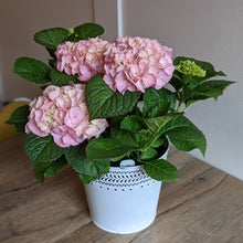 Load image into Gallery viewer, Hydrangea Plant
