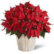 Load image into Gallery viewer, Poinsettia Plant
